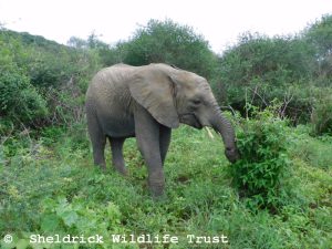 Enkesha