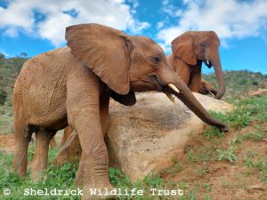 Thamana (vorn) und Lemeki