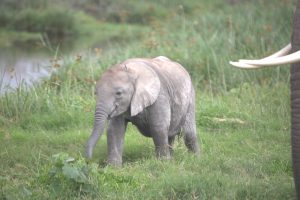 Das Baby von Ann aus der AA-Familie