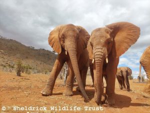 Lemeki (links) und Thamani