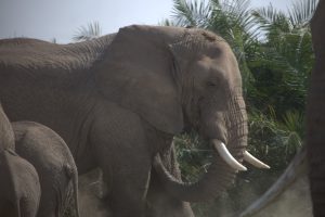Buyoya, ein Bulle aus der BC-Familie