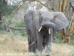 Faraja