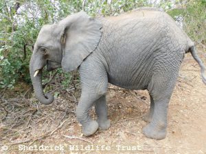 Kiasa