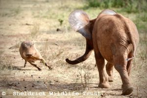 Mzinga