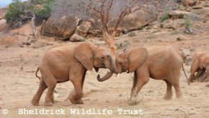 Tamiyoi (links) und Thamana beim Ringen