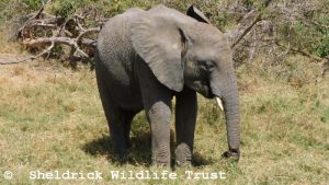 Enkesha