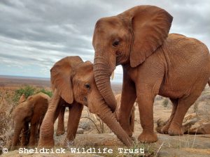 Tagwa (links) und Mbegu