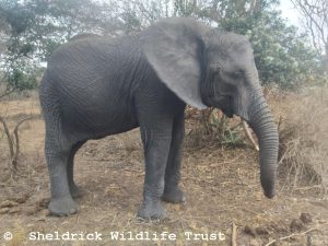 Sonje
