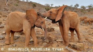 Thamana & Emoli