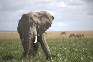 Buyoya, ein Bulle aus der BB-Familie