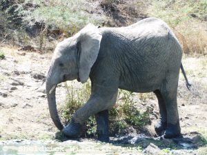 Enkesha