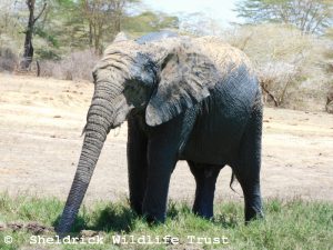Kiombo