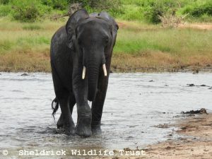 Wanjala