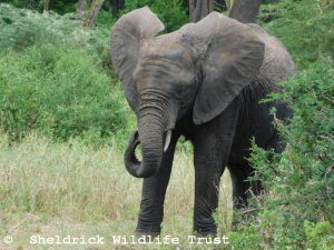 Enkesha