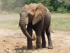 Kiombo