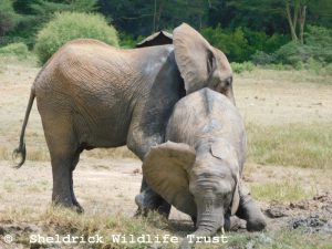 Maktao (links) und Kapei