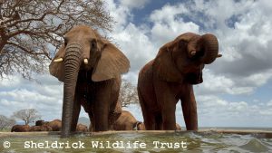 Ngilai (links) und Ndotto