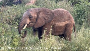 Enkikwe
