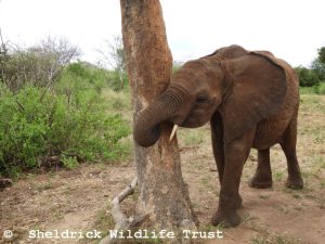Kinyei