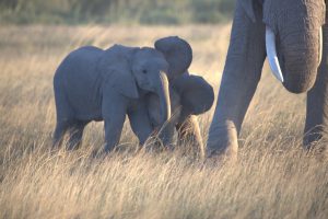 Ardens und Angelinas Babys spielen miteinander