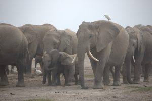 Angelina zusammen mit ihrem Kalb und dem von Arden