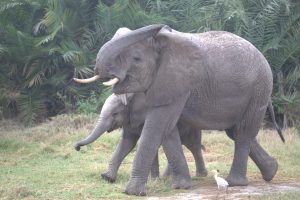 Elana mit ihrem Kalb