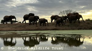 Die Ex-Waisen am Kone-Damm im nördlichen Sektor des Nationalparks Tsavo-Ost