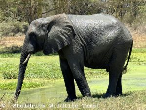 Faraja