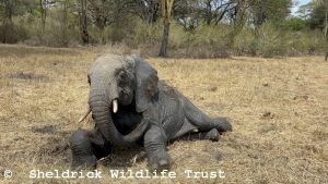 Kiombo