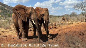 Olsekki (links) und Enkikwe