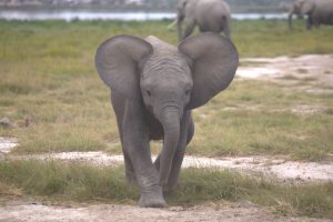 Eliots verspieltes Baby