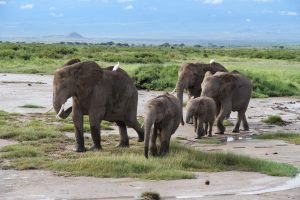 Angelina und ihre Familie