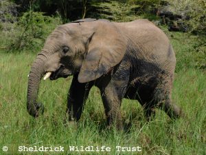 Enkesha