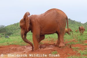 Mbegu