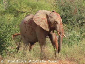 Enkikwe