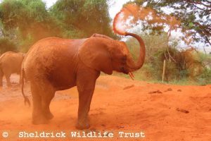 Akina