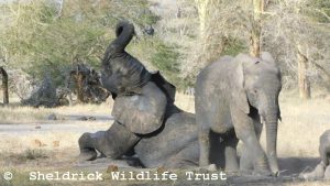 Enkesha und Kapei