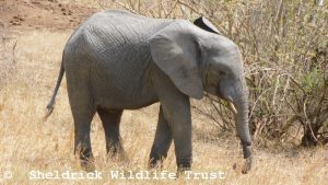 Enkesha