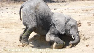 Enkesha