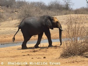 Enkikwe