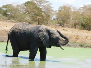 Enkesha