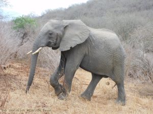 Maktao
