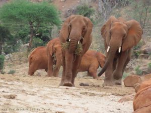 Tagwa (links) und Ngilai