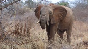 Enkikwe