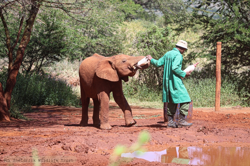 Olomunyak