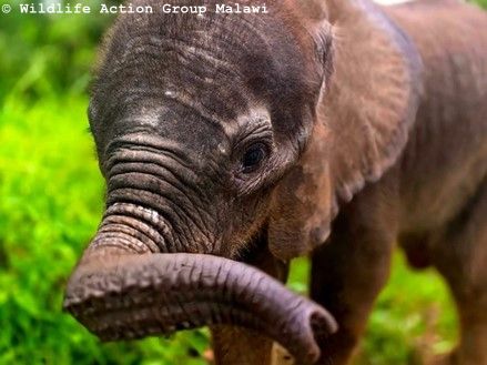 Mwayi (c) Wildlife Action Group