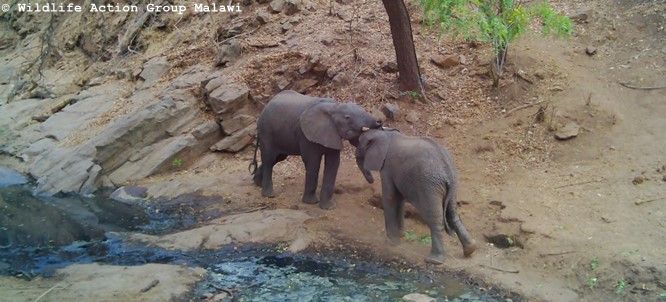 (c) Wildlife Action Group