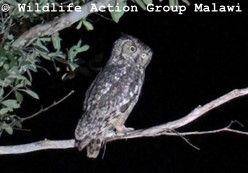 (c) Wildlife Action Group