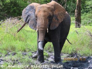 Enkesha