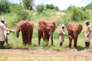Mwinzi, Natibu und Toto